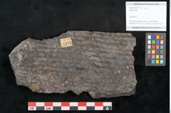 Foto (Objekt + Etikett) von Sigillaria sp.  (NHMW-GEO-2024-0188-11175)